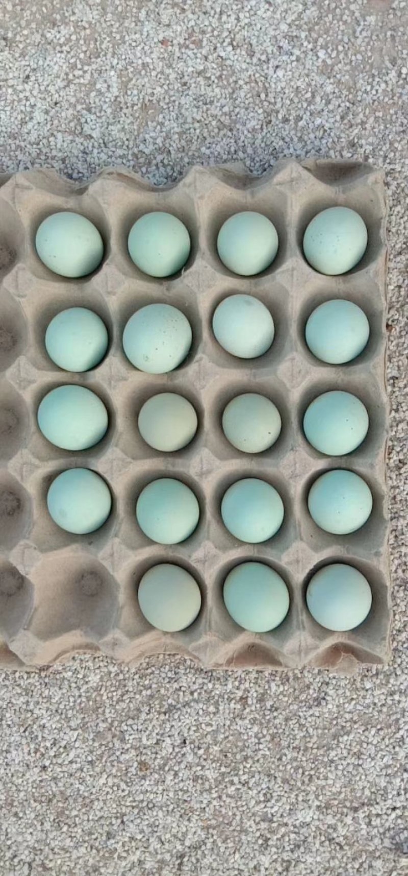 绿壳蛋鸡苗