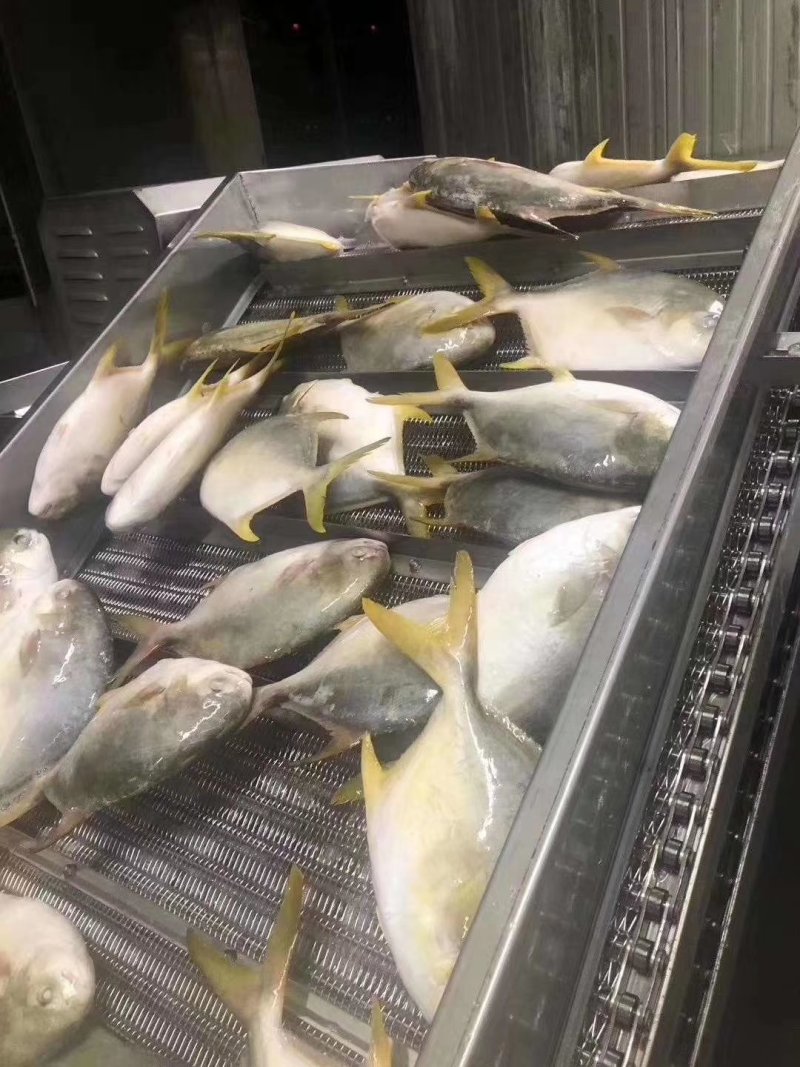 去箱20斤金昌鱼工厂价一吨起有量欢迎来谈