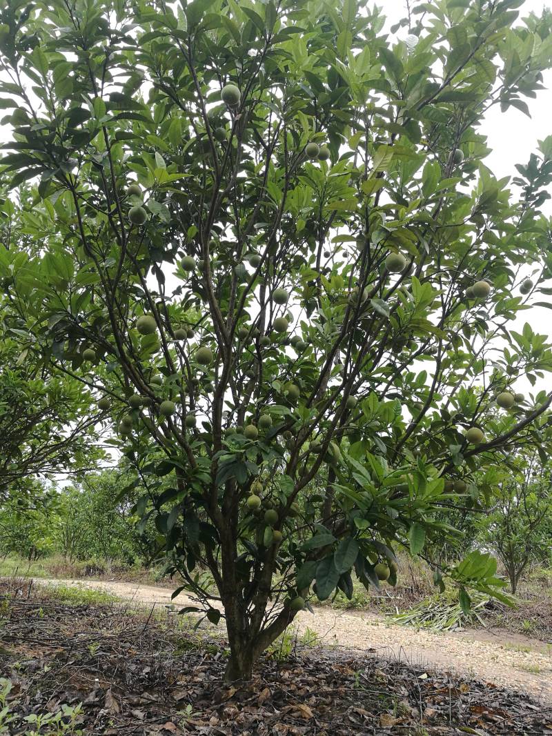 化橘红果园，可种植养殖建农庄，鱼塘环抱，设施齐全。