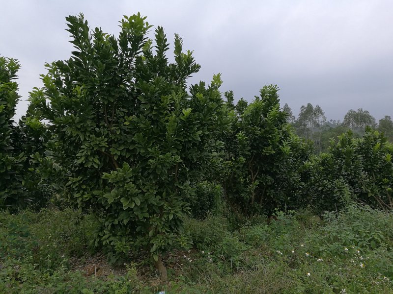 化橘红果园，可种植养殖建农庄，鱼塘环抱，设施齐全。