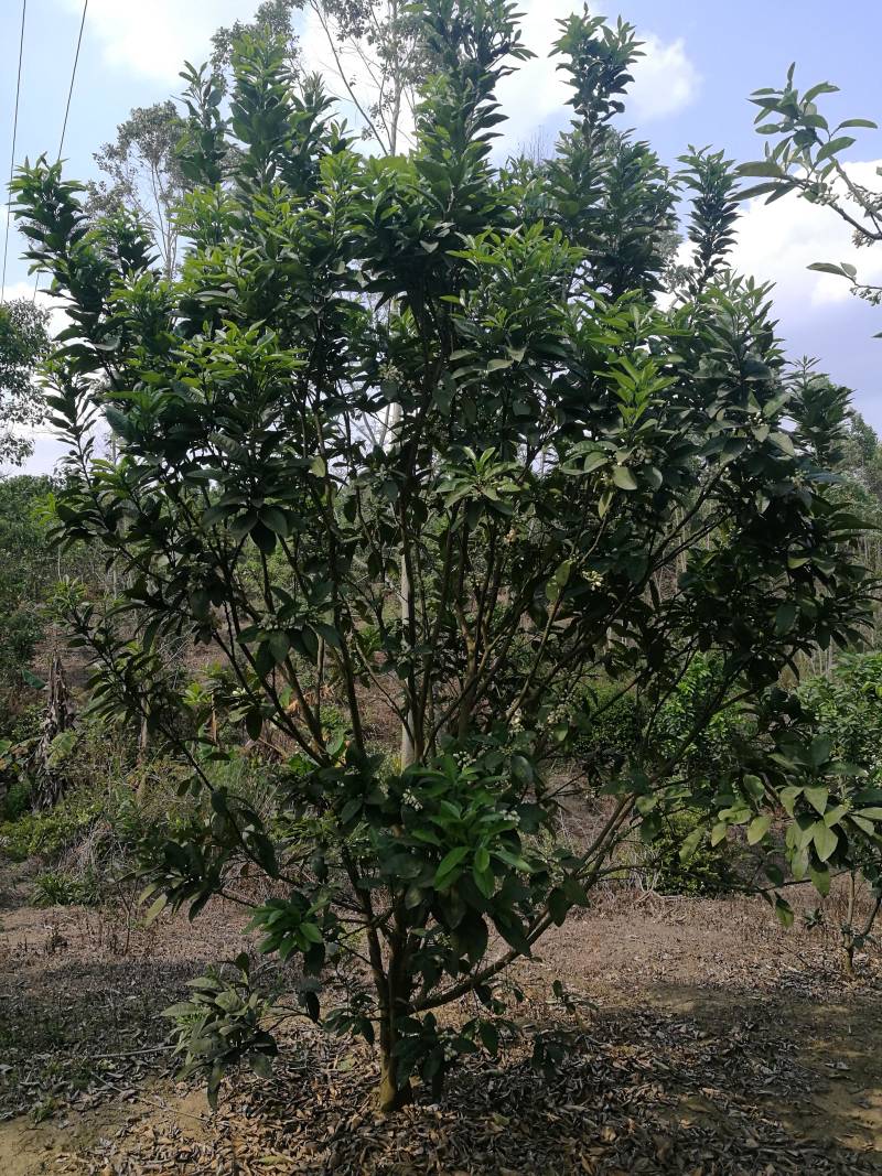化橘红果园，可种植养殖建农庄，鱼塘环抱，设施齐全。