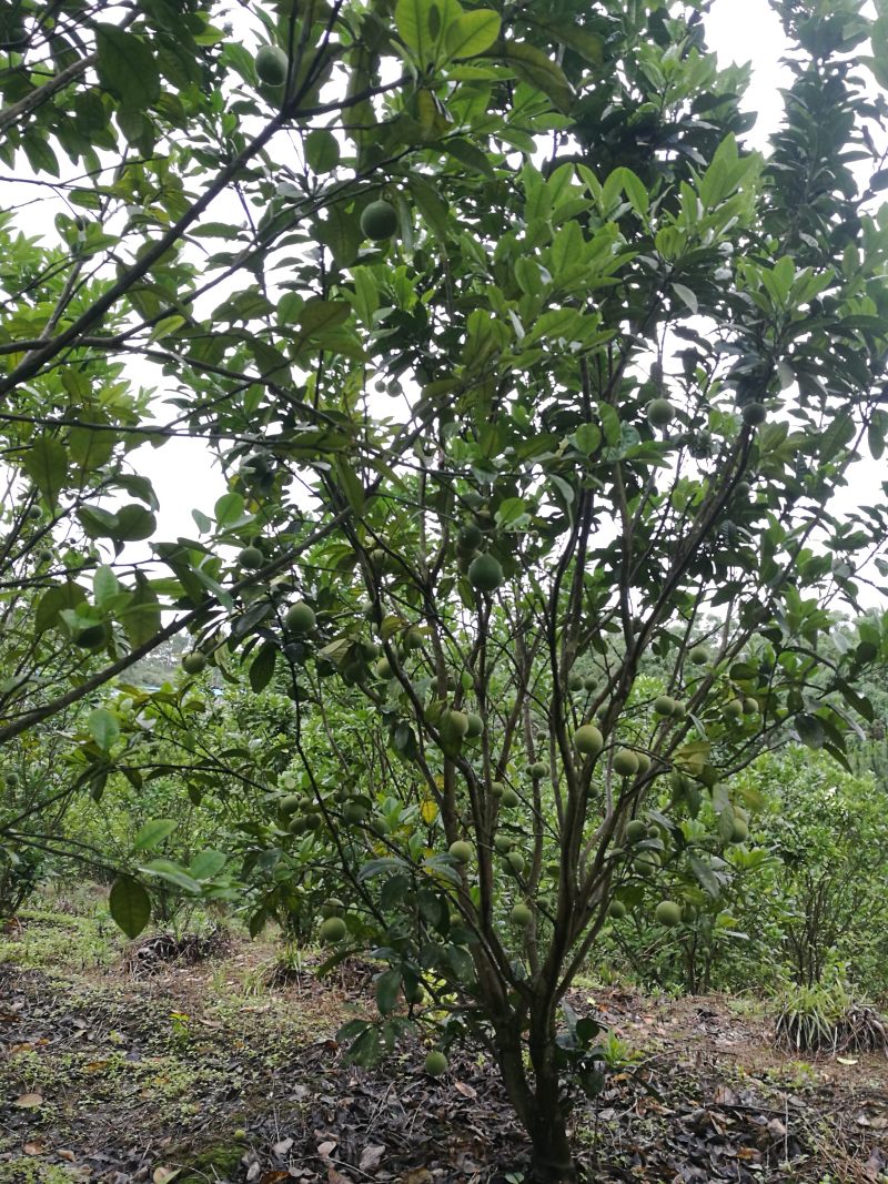 化橘红果园，可种植养殖建农庄，鱼塘环抱，设施齐全。