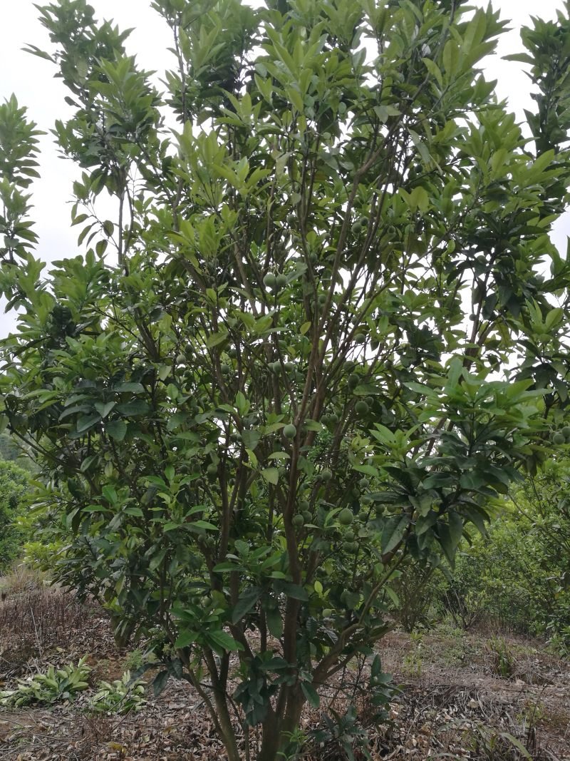 化橘红果园，可种植养殖建农庄，鱼塘环抱，设施齐全。