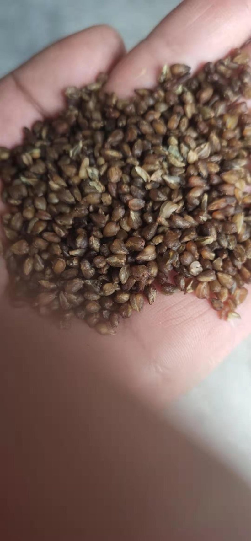 苦荞，带壳苦荞精选一级苦荞米，特大粒，信誉直上