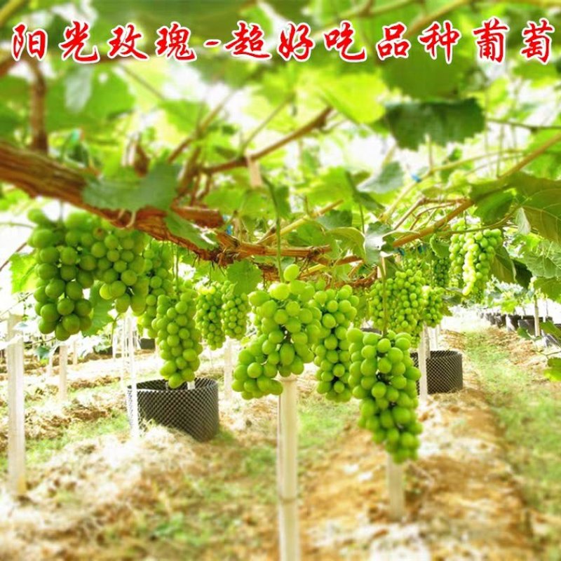 阳光玫瑰葡萄苗产量高品种保证假一赔十可签合同