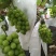 阳光玫瑰葡萄苗产量高品种保证假一赔十可签合同