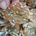 碳烤鱿鱼丝海鲜特产即食有原味辣味