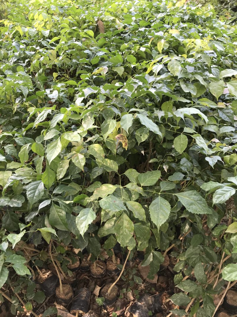绿宝树苗小苗四季常绿袋苗工程绿化树苗盆景盆栽老苗