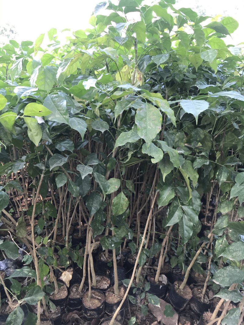绿宝树苗小苗四季常绿袋苗工程绿化树苗盆景盆栽老苗