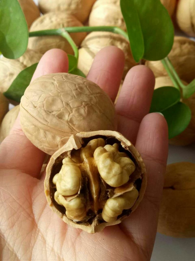 新货新疆薄皮核桃对应抖音快手美团大卖可做包装一件代发