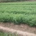 油茶苗