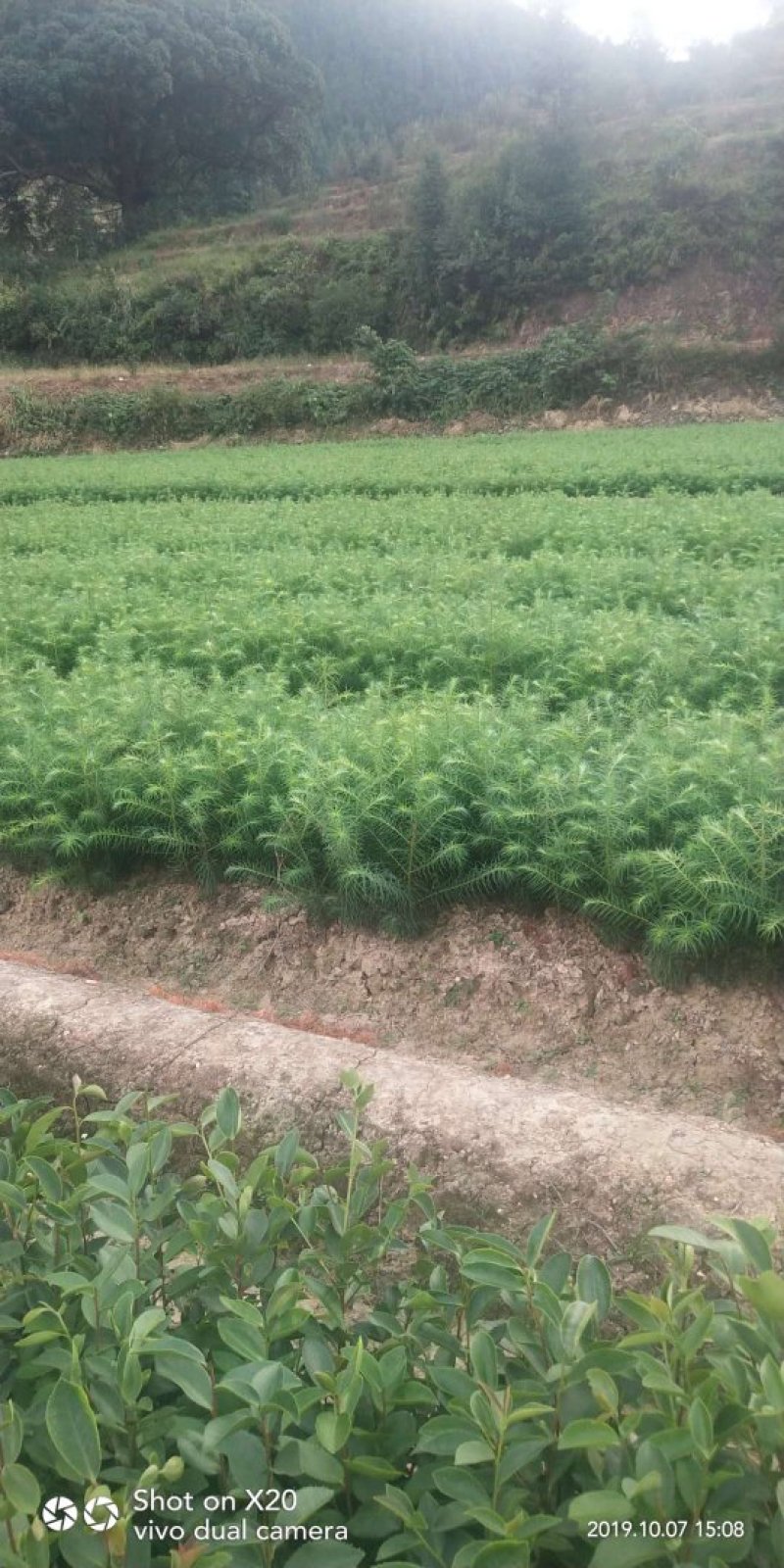 油茶苗
