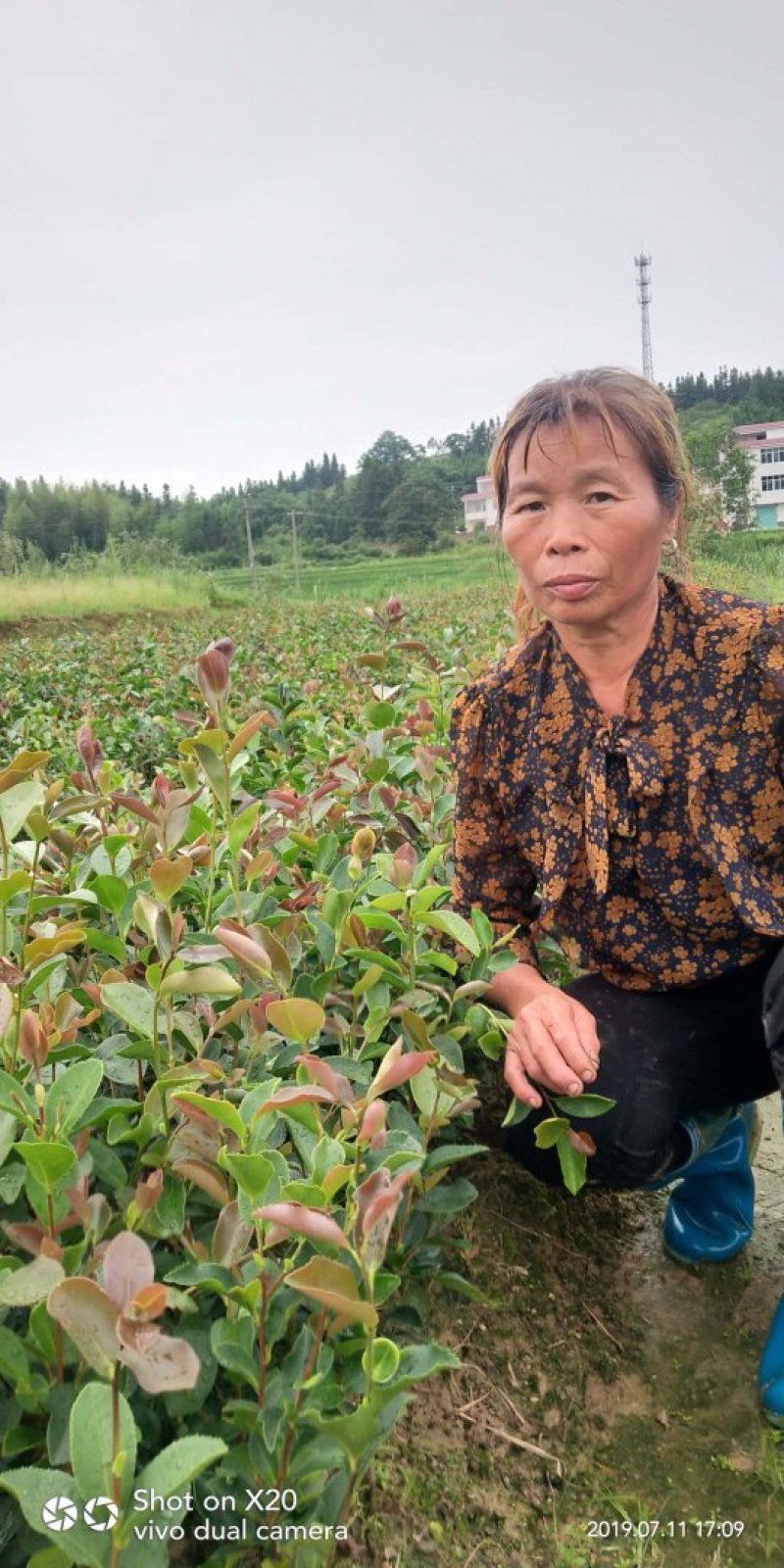 油茶苗