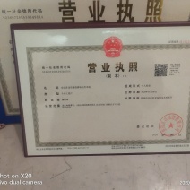 油茶苗