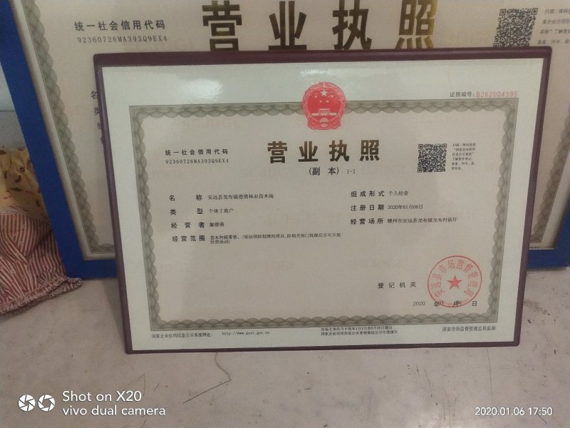 油茶苗