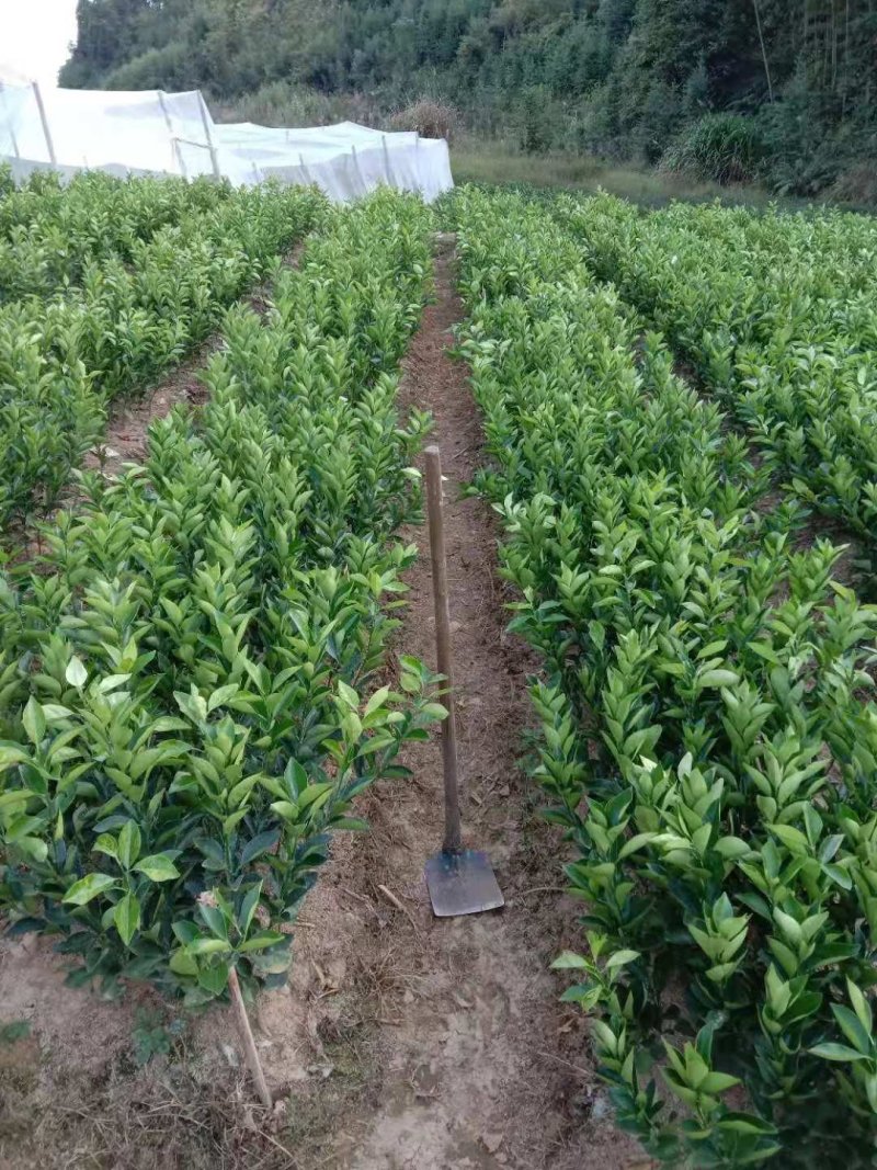 油茶苗