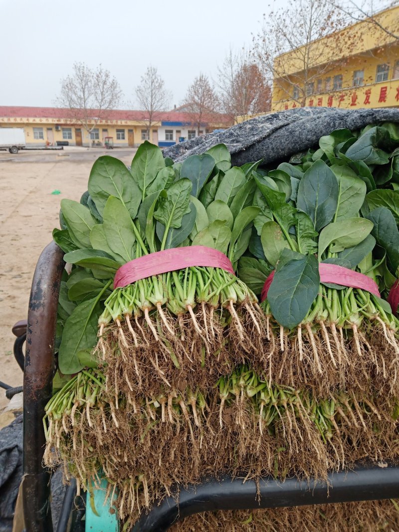 精品菠菜大量上市，欢迎全国各地新老客户前来收购