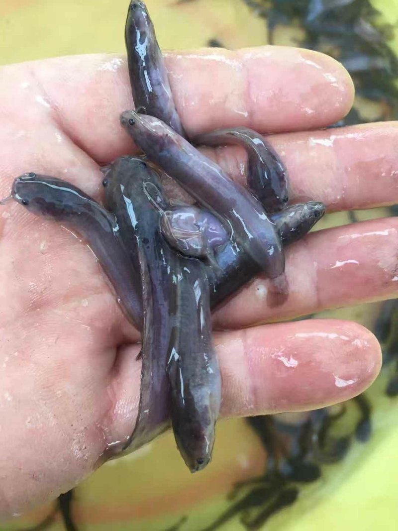 本地塘鲺鱼苗杂交三黄塘鲺鱼苗塘角鱼苗+供应水花