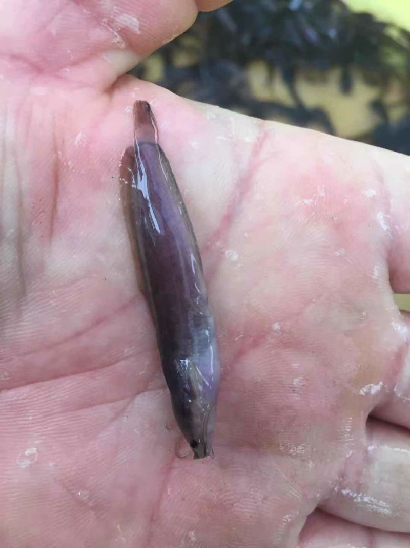 杂交三黄塘鲺鱼苗本地塘鲺鱼苗塘角鱼苗+供应水花