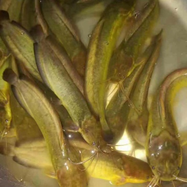 杂交三黄塘鲺鱼苗本地塘鲺鱼苗塘角鱼苗+供应水花