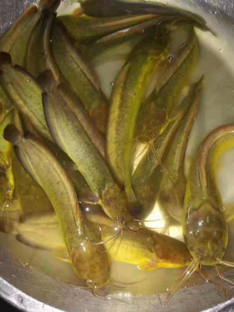杂交三黄塘鲺鱼苗本地塘鲺鱼苗塘角鱼苗+供应水花