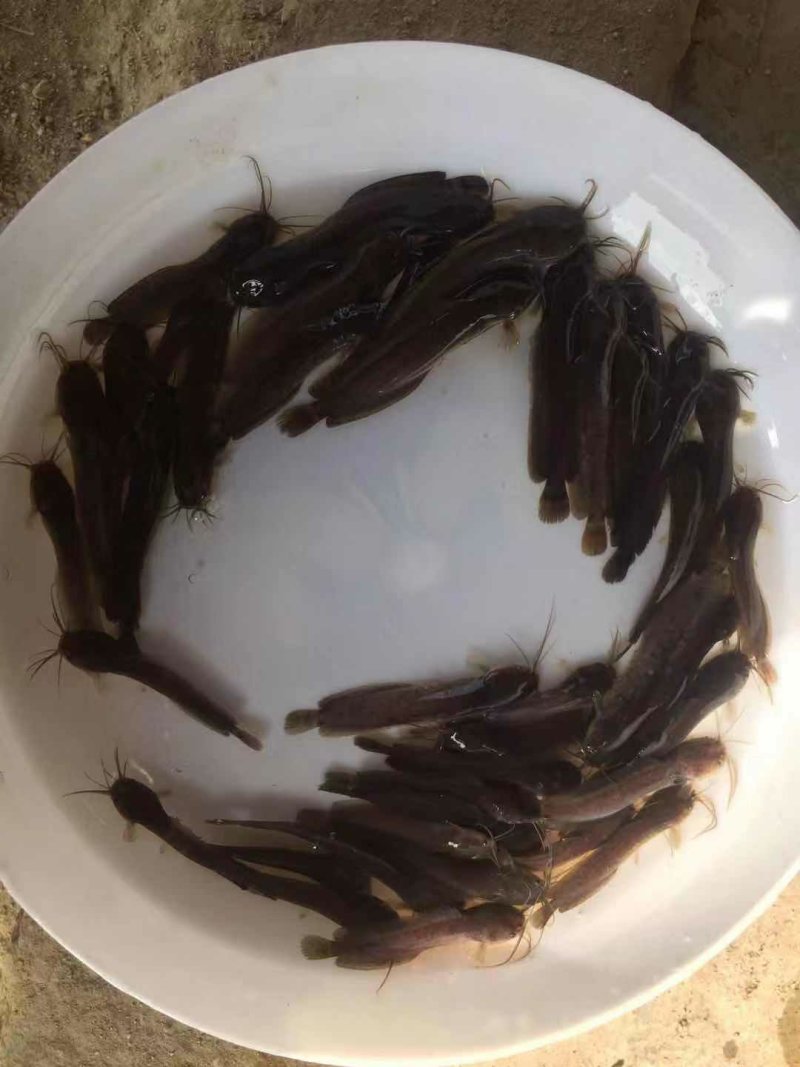 杂交三黄塘鲺鱼苗本地塘鲺鱼苗塘角鱼苗+供应水花
