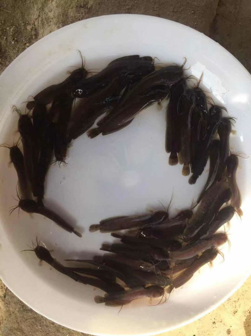杂交三黄塘鲺鱼苗本地塘鲺鱼苗塘角鱼苗+供应水花