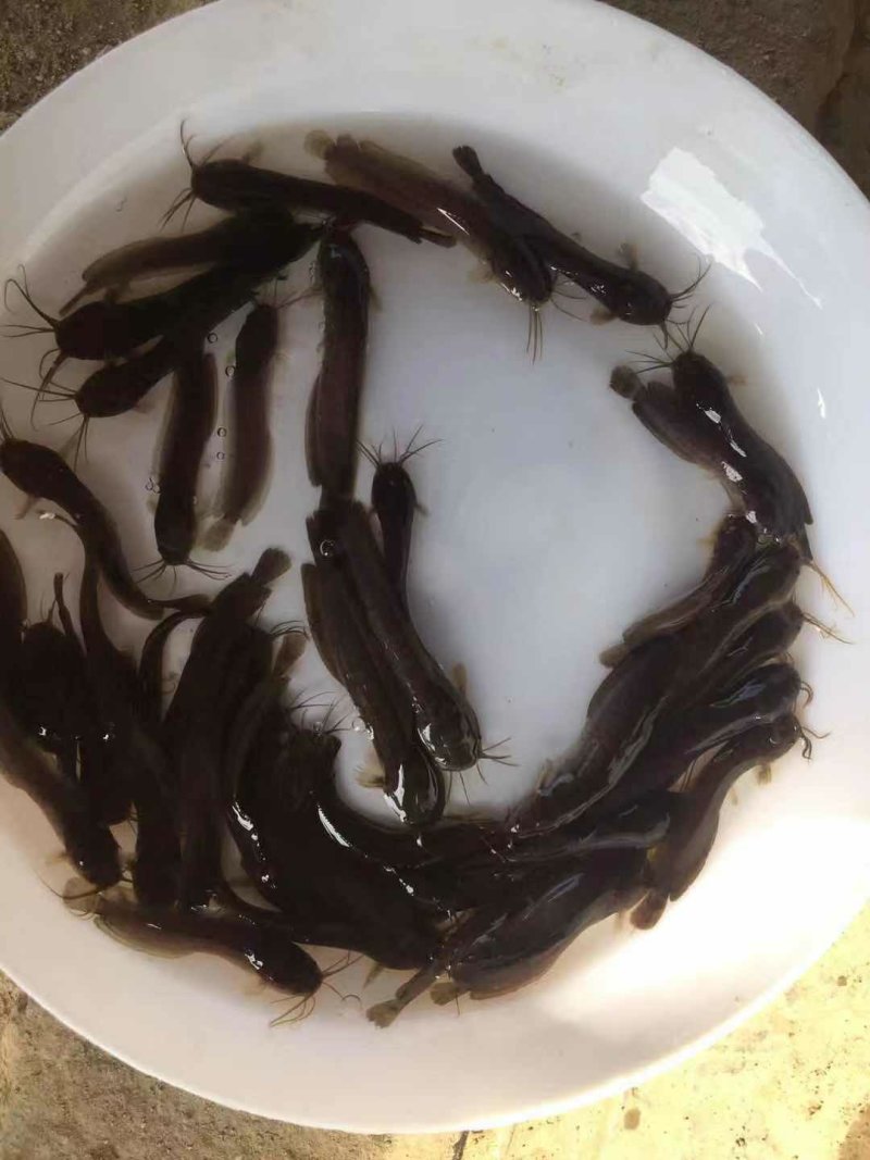 杂交三黄塘鲺鱼苗本地塘鲺鱼苗塘角鱼苗+供应水花