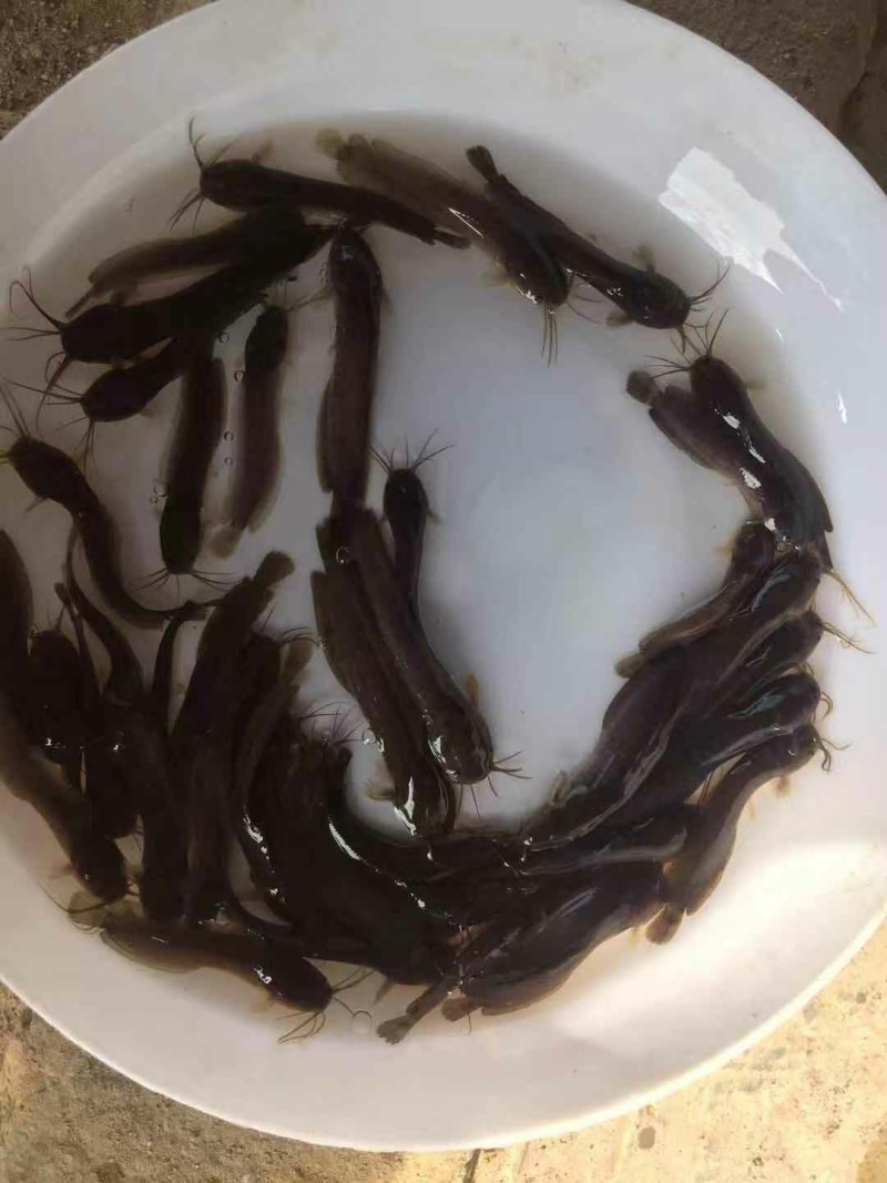 杂交三黄塘鲺鱼苗本地塘鲺鱼苗塘角鱼苗+供应水花