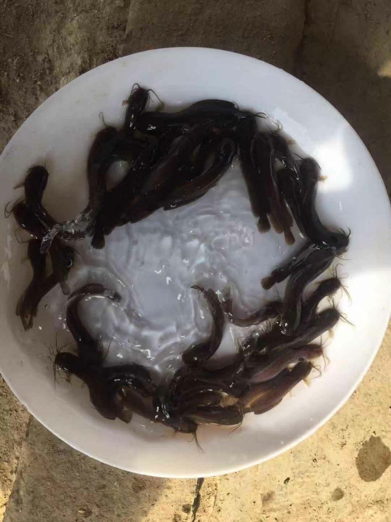 杂交三黄塘鲺鱼苗本地塘鲺鱼苗塘角鱼苗+供应水花