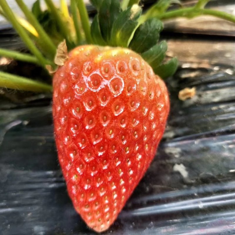 草莓