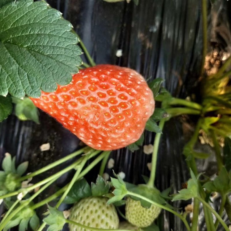 草莓