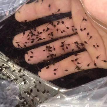 云南牛蛙苗,牛蛙蝌蚪,美蛙苗免费提供技术