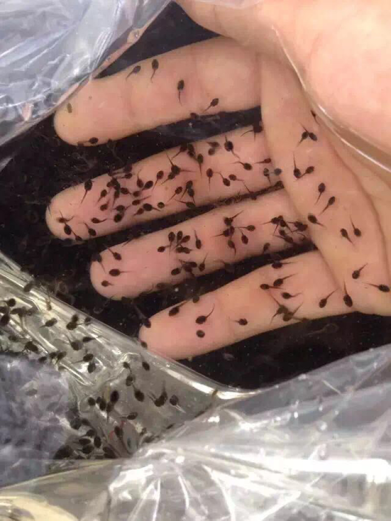 云南牛蛙苗，牛蛙蝌蚪，美蛙苗免费提供技术