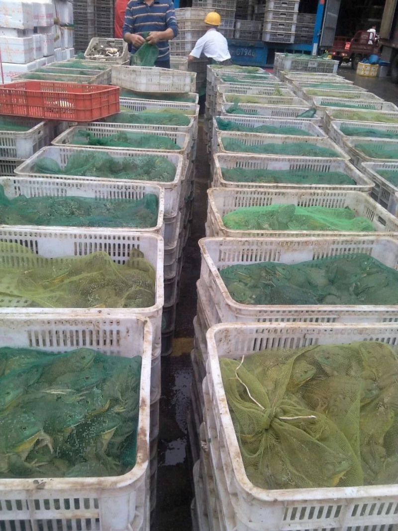 云南牛蛙苗，牛蛙蝌蚪，美蛙苗免费提供技术