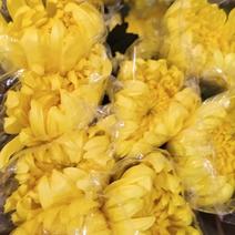 黄菊花，黄秀凤，广州鲜花