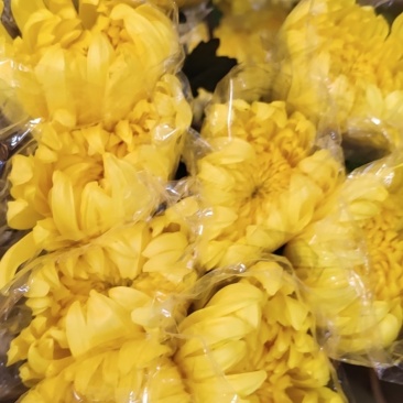 黄菊花，黄秀凤，广州鲜花