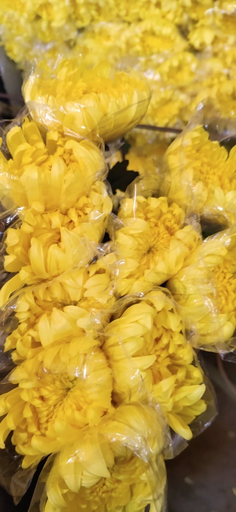 黄菊花，黄秀凤，广州鲜花