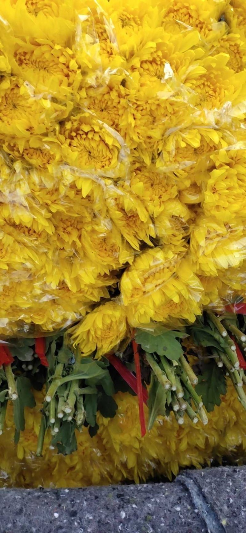 黄菊花，黄秀凤，广州鲜花