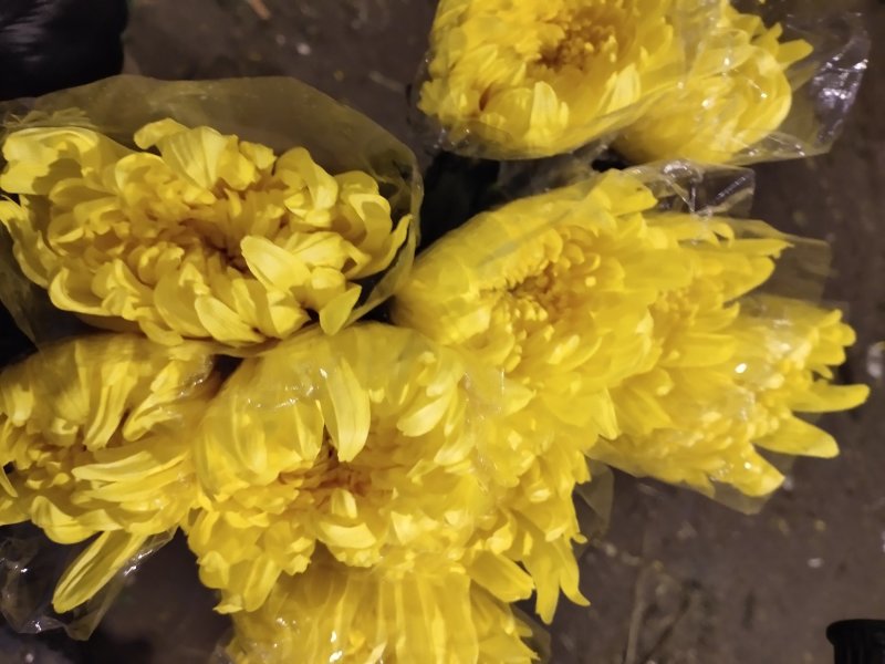 黄菊花，黄秀凤，广州鲜花