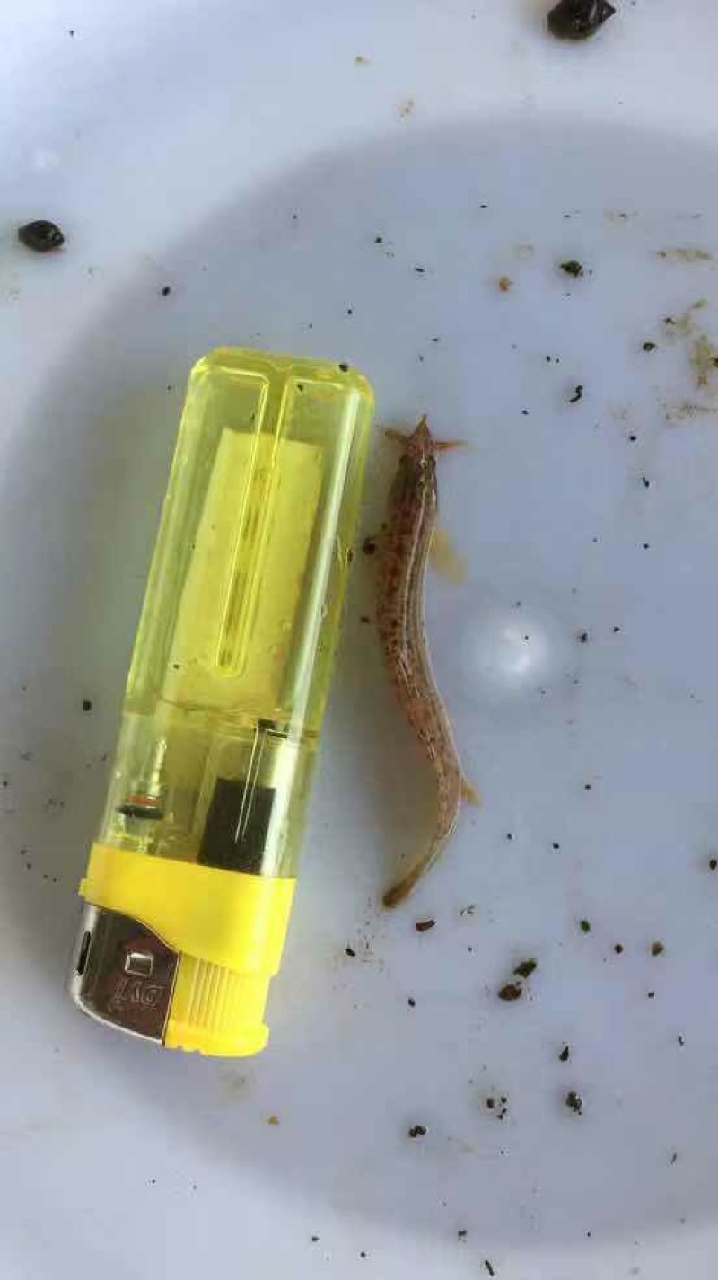 泥鳅寸苗台湾泥鳅鱼苗保质保量+自孵水花