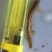 泥鳅寸苗台湾泥鳅鱼苗保质保量+自孵水花