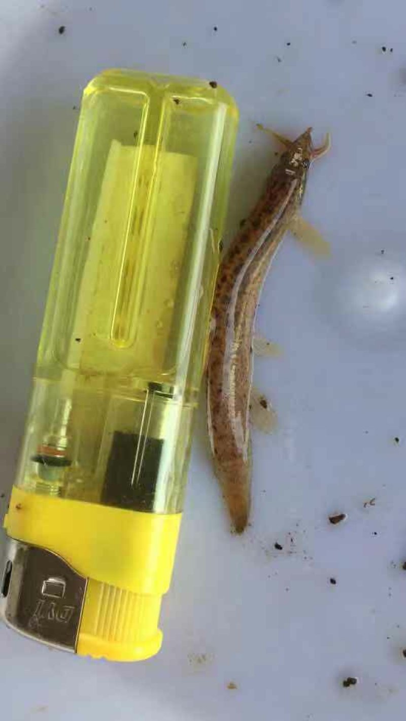 泥鳅寸苗台湾泥鳅鱼苗保质保量+自孵水花