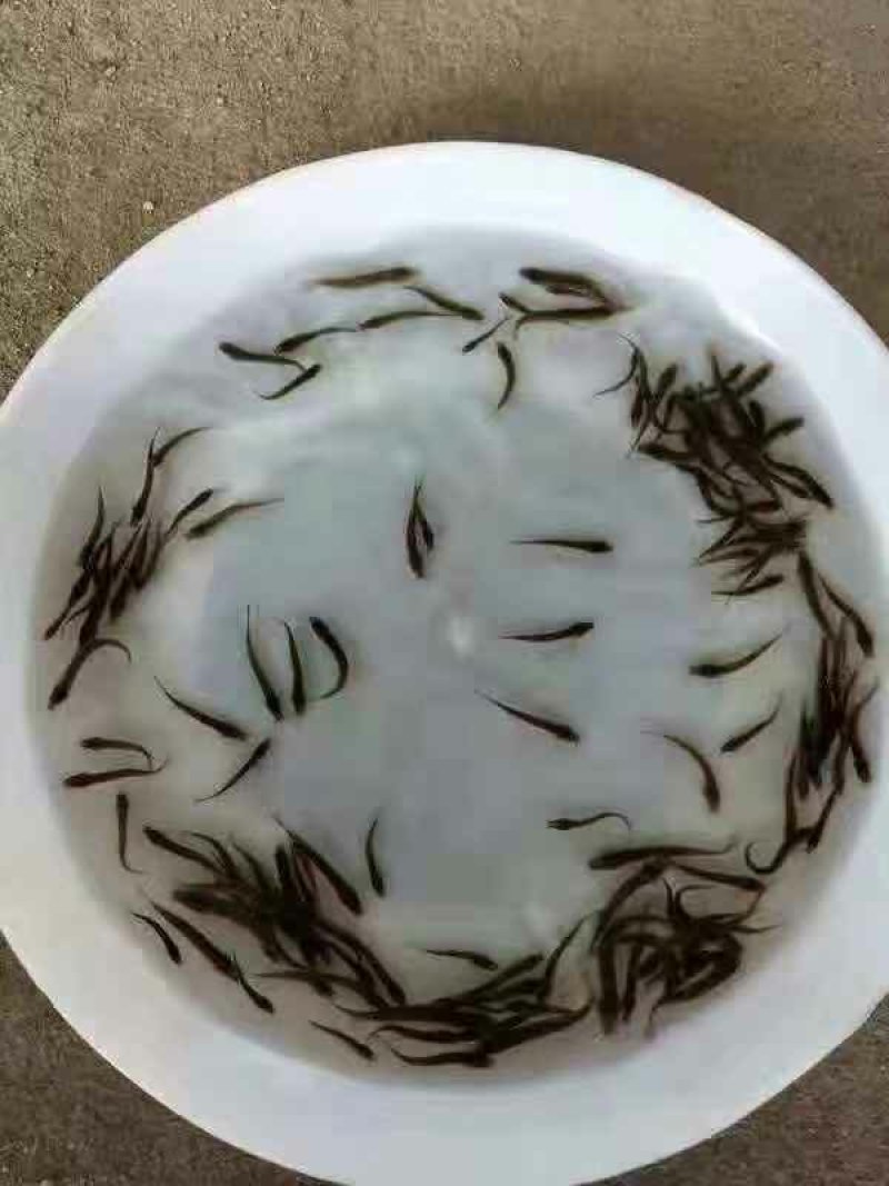 泥鳅寸苗台湾泥鳅鱼苗保质保量+自孵水花