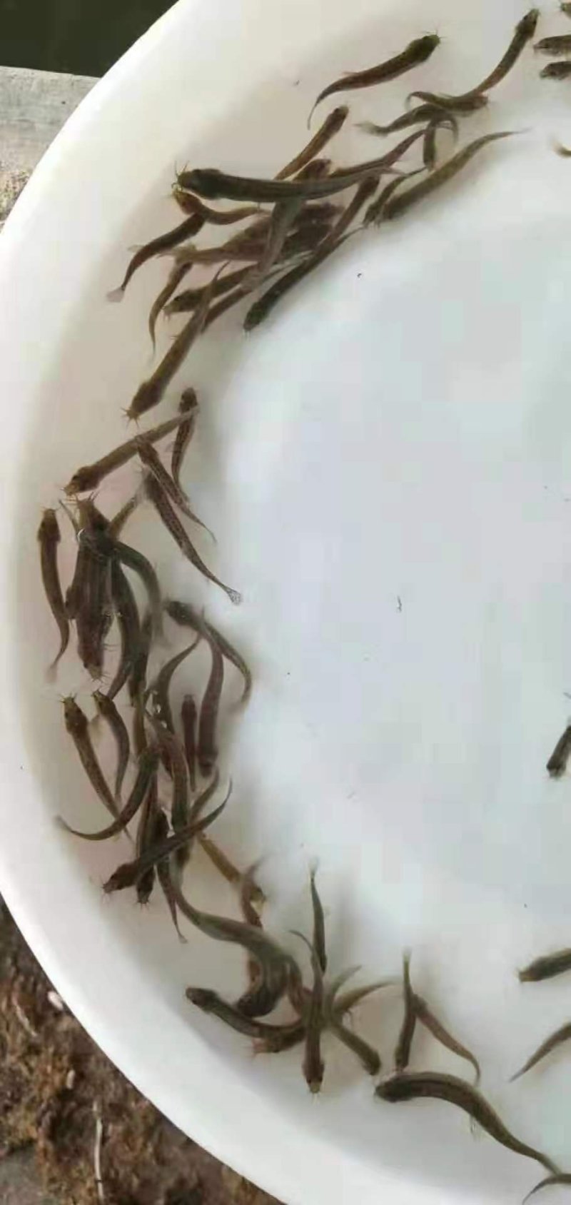 泥鳅寸苗台湾泥鳅鱼苗保质保量+自孵水花