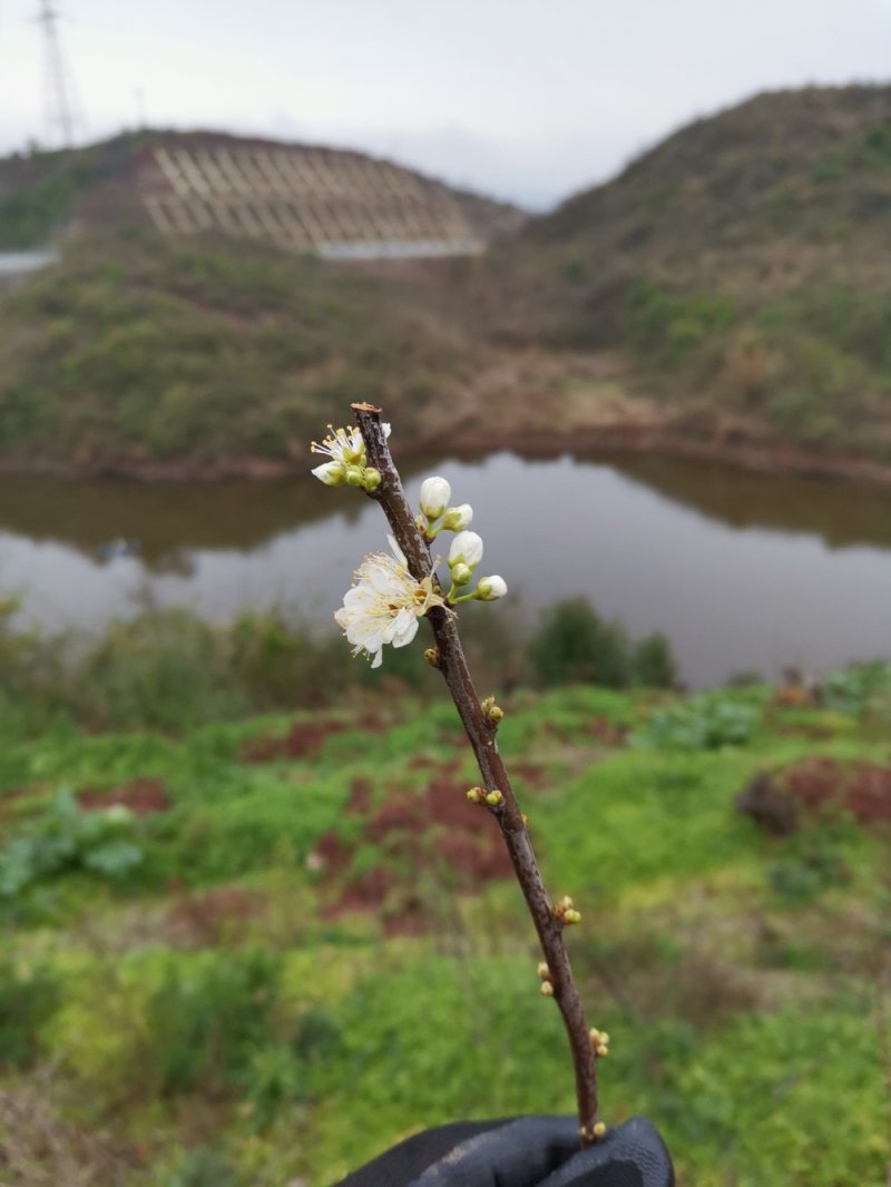 工业胶及食用桃脂