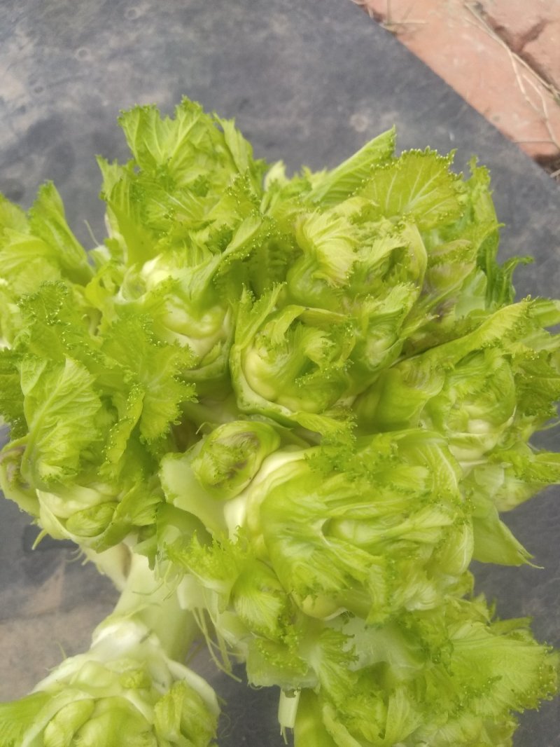 儿菜