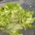 儿菜