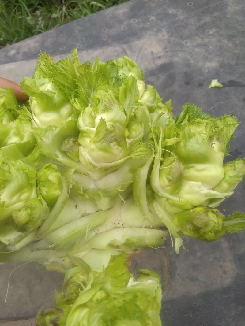 儿菜