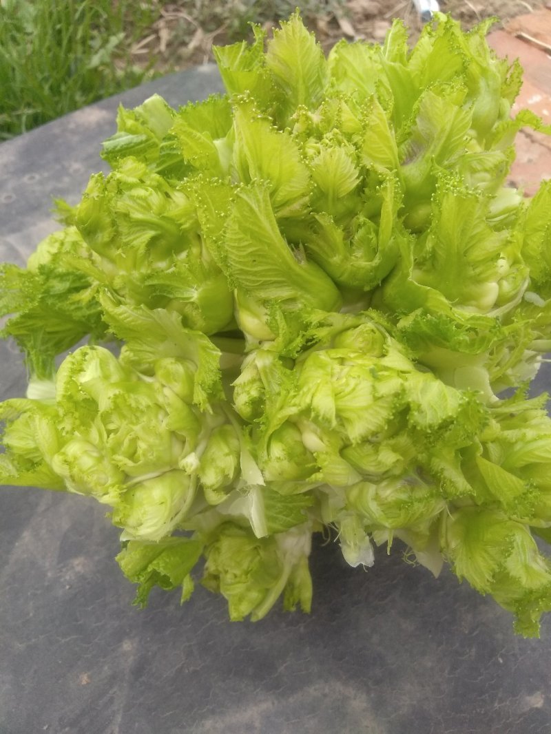 儿菜